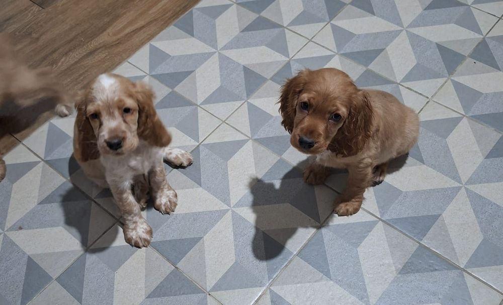 Продаются  щенки спаниеля