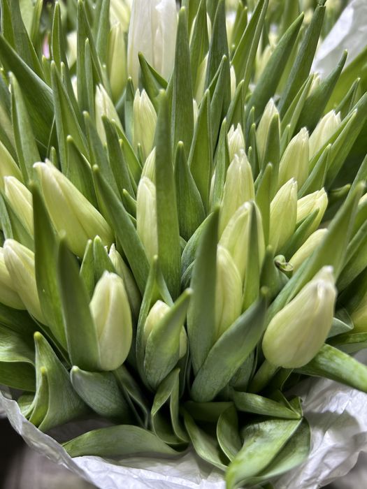 Тюльпаны от 100 штук оптом