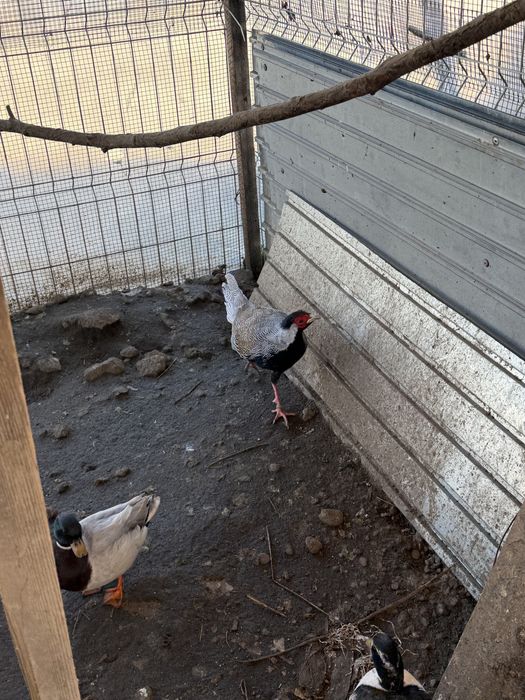 Vand fazan argintiu 2 ani