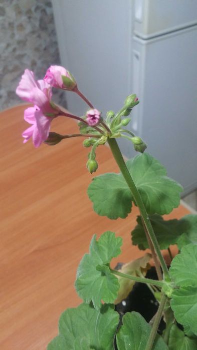 Герань комнатная