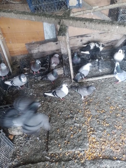 Vând porumbei voiajori la bucata