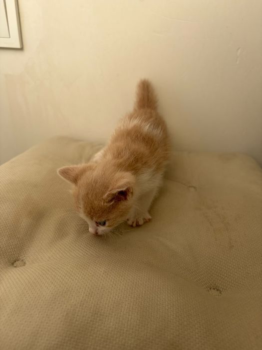 Отдаем котят в добрые руки