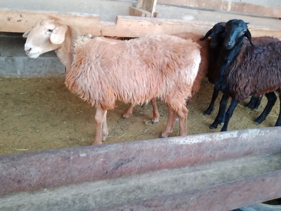 Продам баран кой сатылады