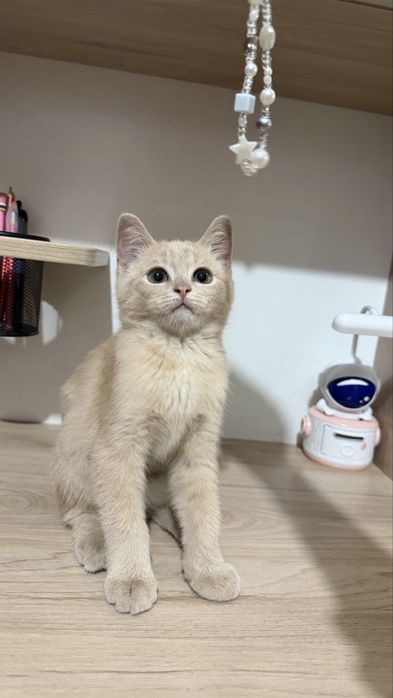 Кошка породистая, мальчик