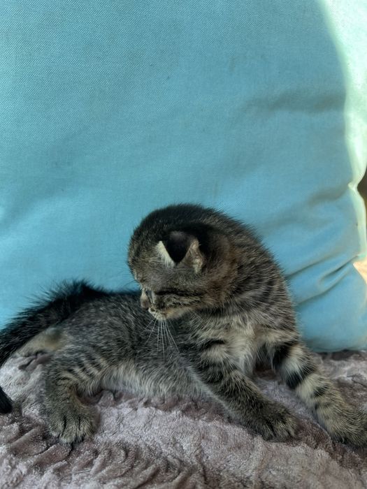 продам котят шотландских вислоухих