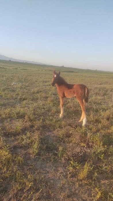 Ona bola biya sotiladi