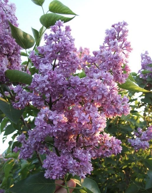 Сирень продаю 1 ветка 500