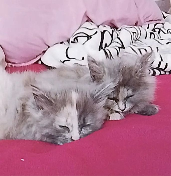 Котенок Персидский Бесплатно Срочно