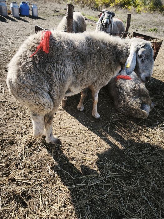 Berbec karakul brumăriu