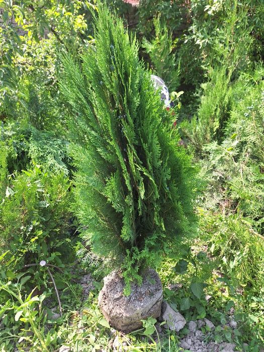 Арчалар. Сасна, можовелник, туя книжный