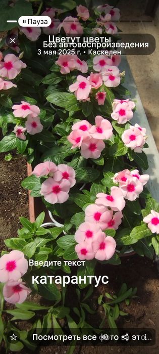 Рассада помидоров, перца, цветов.