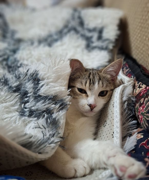 Пристраивается в добрые руки