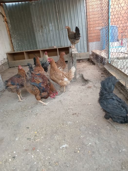 Тауыктар 4 балапан 3 айлық