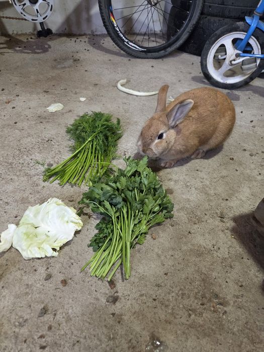 Кролик қоян сатылады