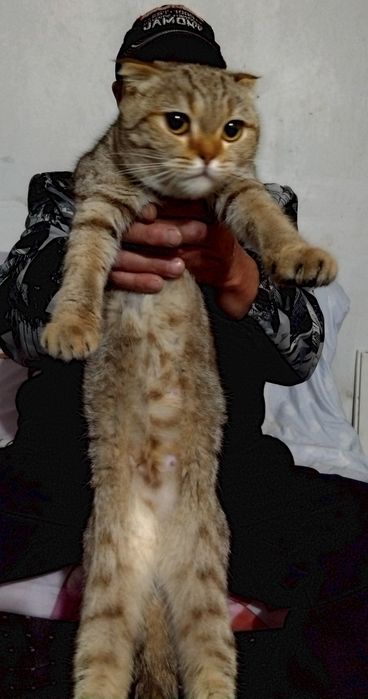 Продаются шотланские котята