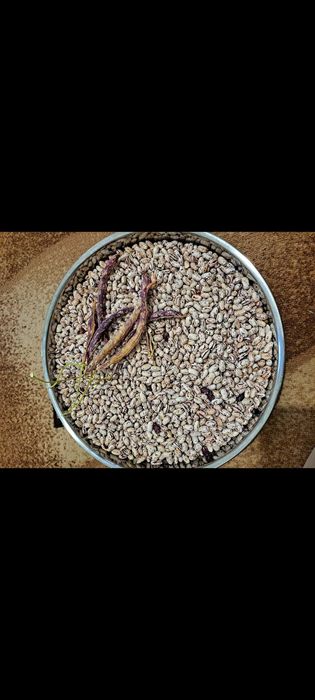 Планински шарен боб