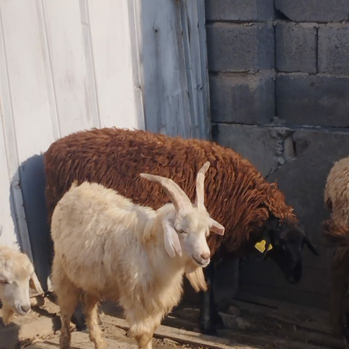 бараны козлы  овцы кой ешки