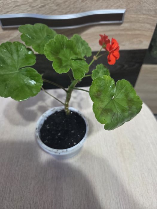 Продам цветущую герань.