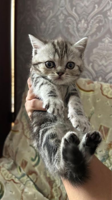 Продам милого котенка