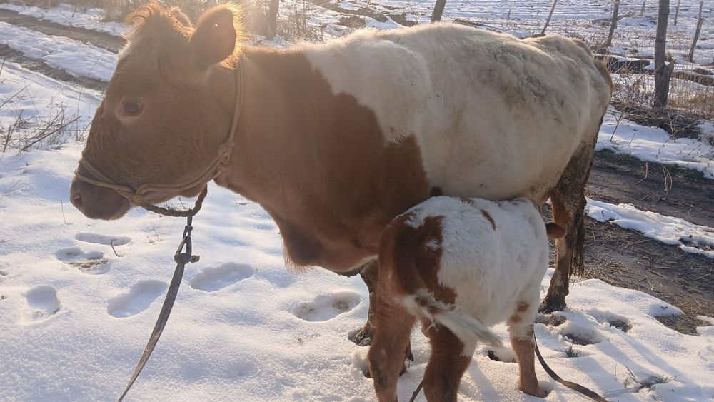 Сиыр бұзауымен / Корова с теленком