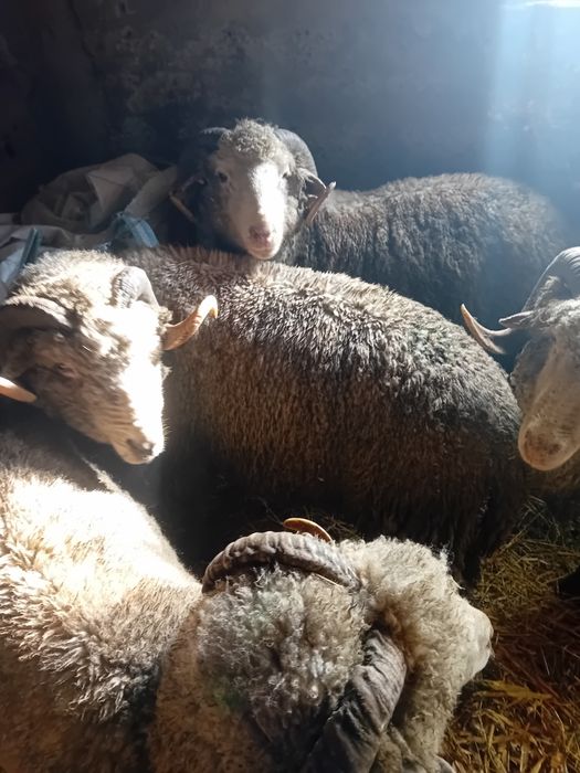 Berbecii de vânzare