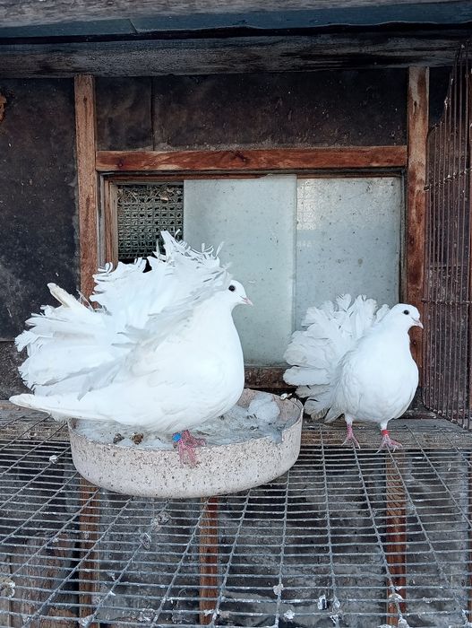 Голуби. павлины.