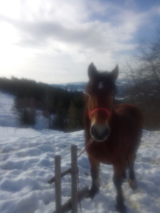 Vând mânz de un an și șase luni