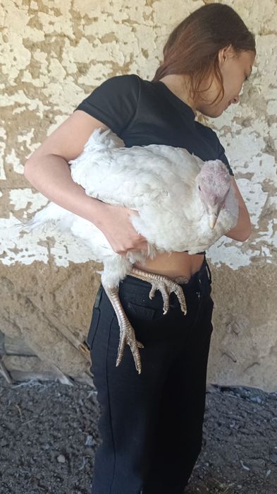 Продаются индюшата