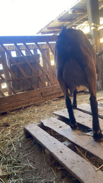 Сауын ешкі сатылады