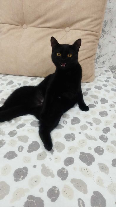Кошечка в добрые руки