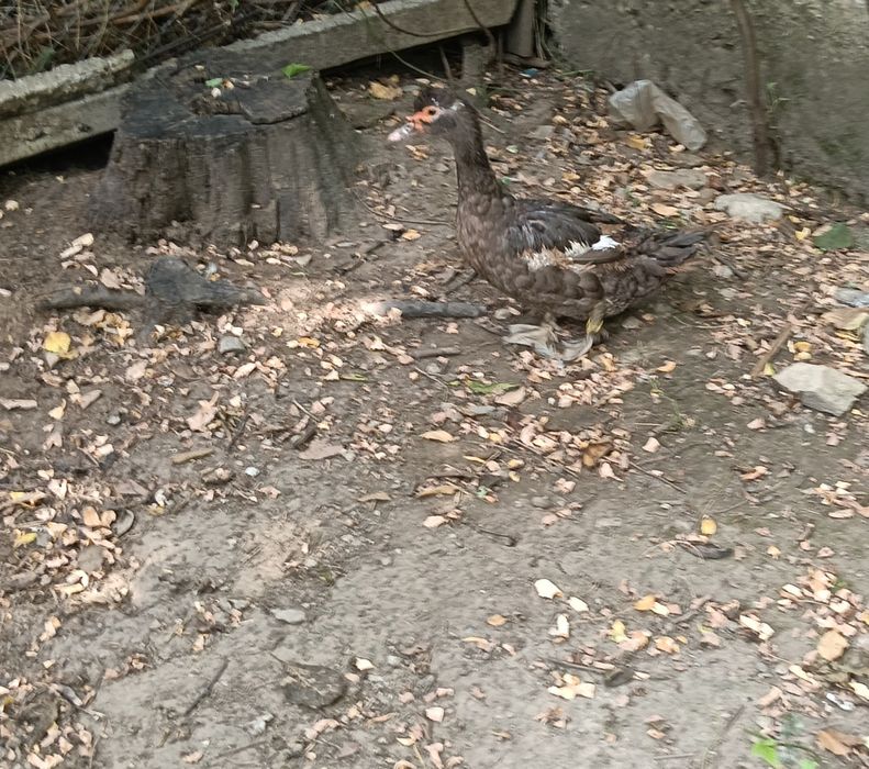 Rata leșească ciocolatie+bălțată+ rățoi negru