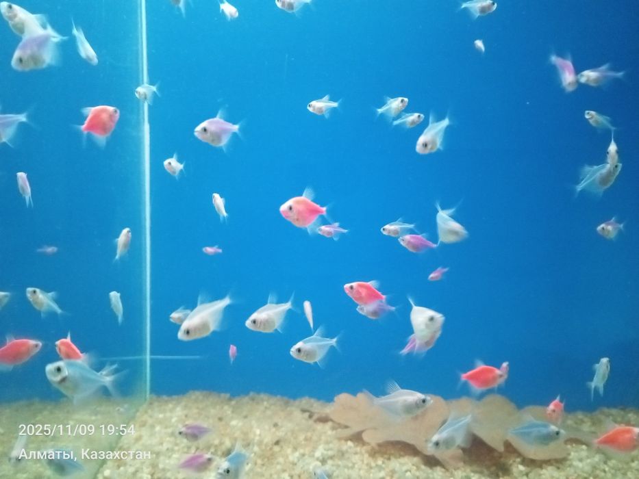 Тернеция глофиш аквариумная рыбка