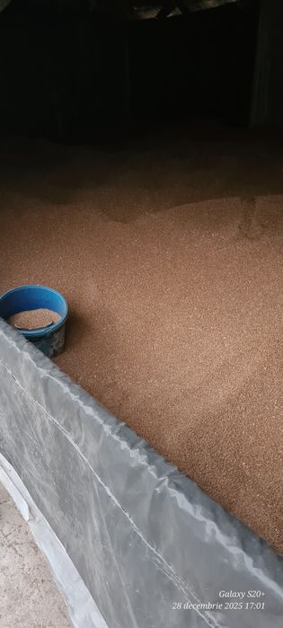 Vând grâu recolta 2025