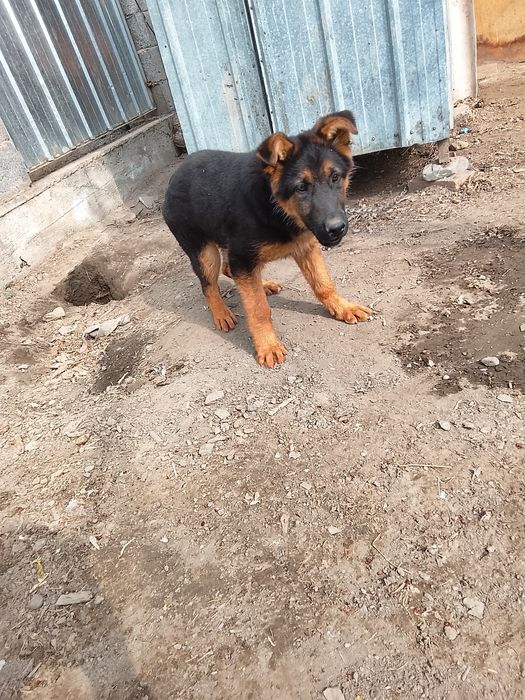 Немис сатылады :