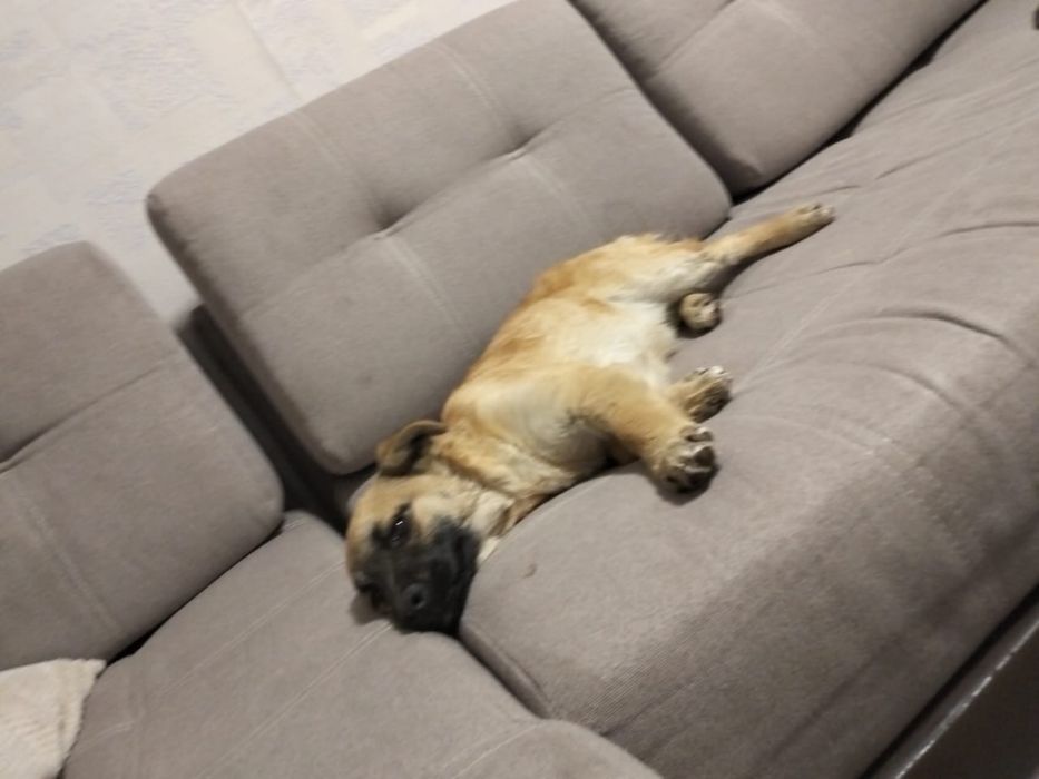 Отдам щенка бесплатно