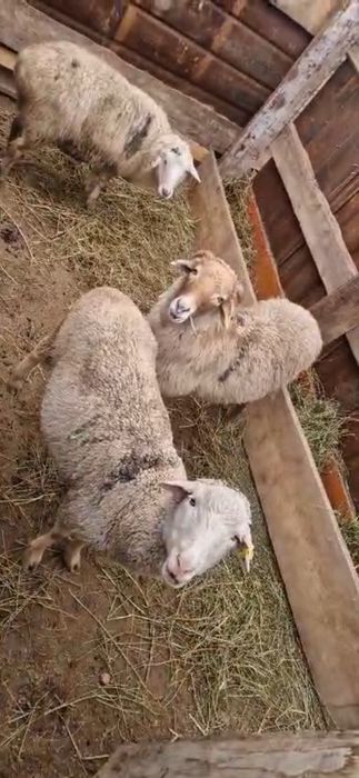 Қой, тоқты сатылады