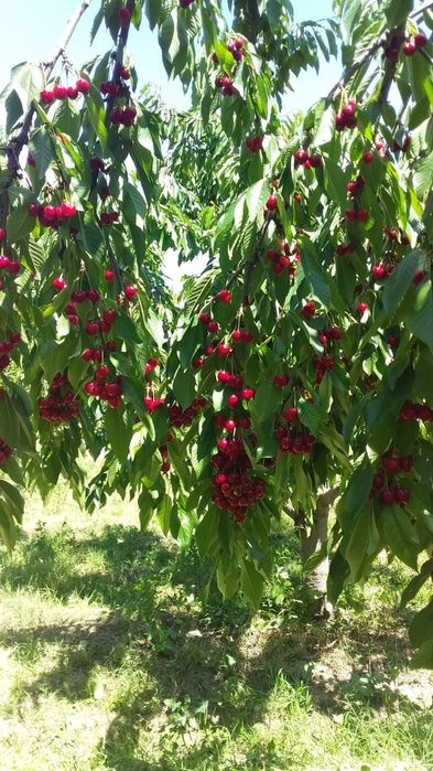 ГИЛОС Kuchatlari sotiladi 14 xil sorti bor xosilga kirgan polikarlik