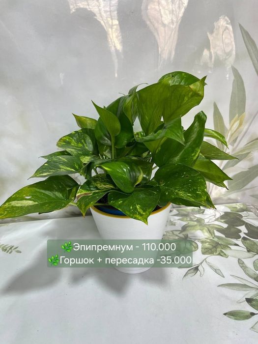 Эпипремнум, Рыбка, Пеперомия, Традесканция, Диффинбахия и др