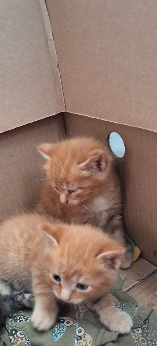 .. Рыжие котята .