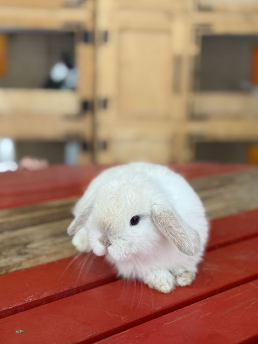 Karlik Quyon Bolari Sotuvda Xar xil ranglari bor