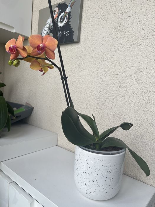 Орхидея адаптированые для домашнего интерьера