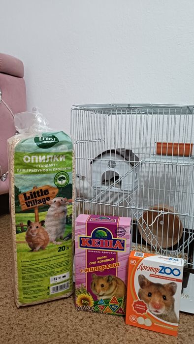 Хомяки Джунгарики