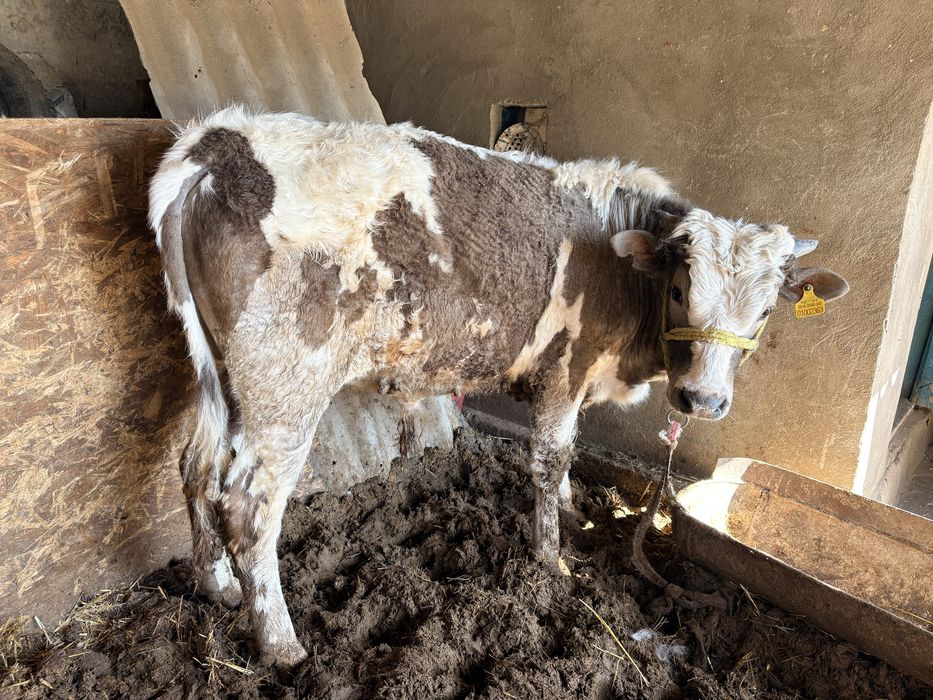 3 бука сатылады.