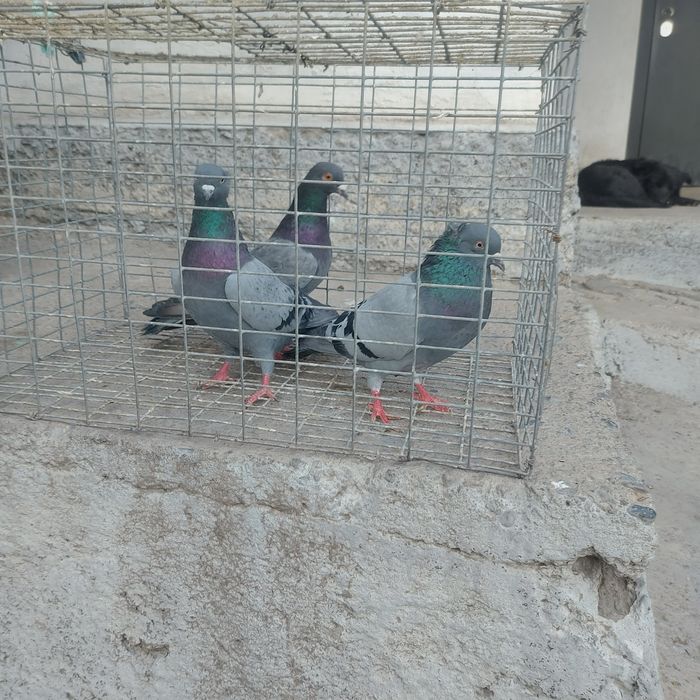 Сизи 2 чубати самец лиси самка