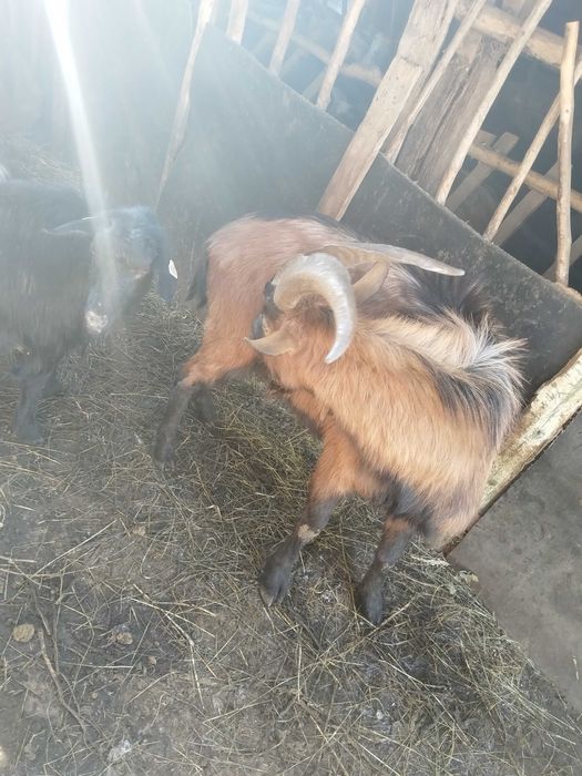 De vânzare 3 tapi și doua iedute