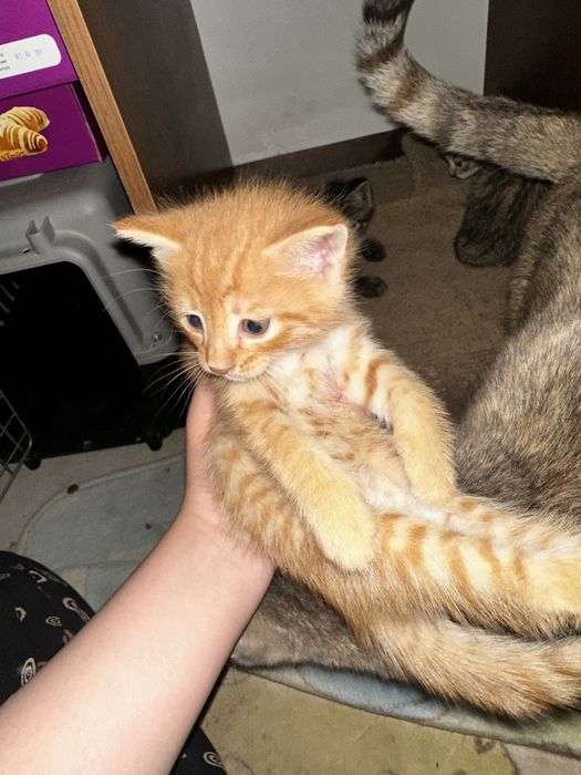 Кошки бесплатно