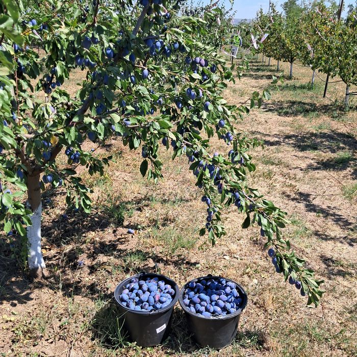 Producator local Vând prune Stanley pentru gem ,țuica...