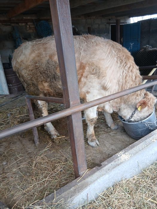 Продам бычка ...