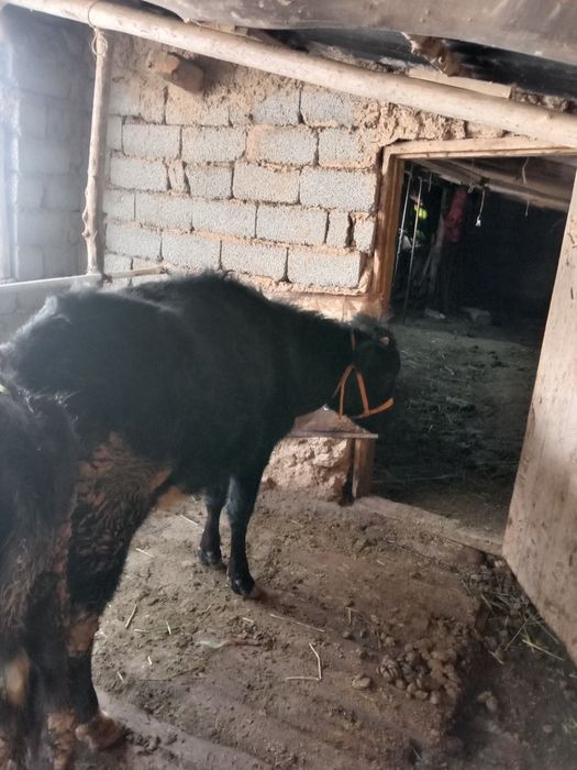 Кашар сатлады срошна