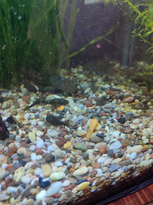 Продам мальков анцитруса